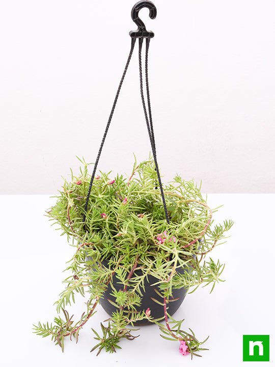 Portulaca, 9 O Clock (Any Color, Hanging Basket) - Plant - Image 4