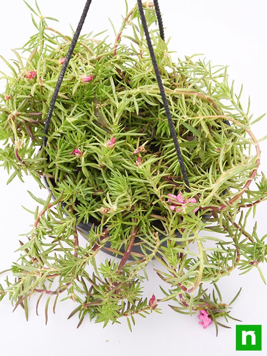 Portulaca, 9 O Clock (Any Color, Hanging Basket) - Plant - Image 5