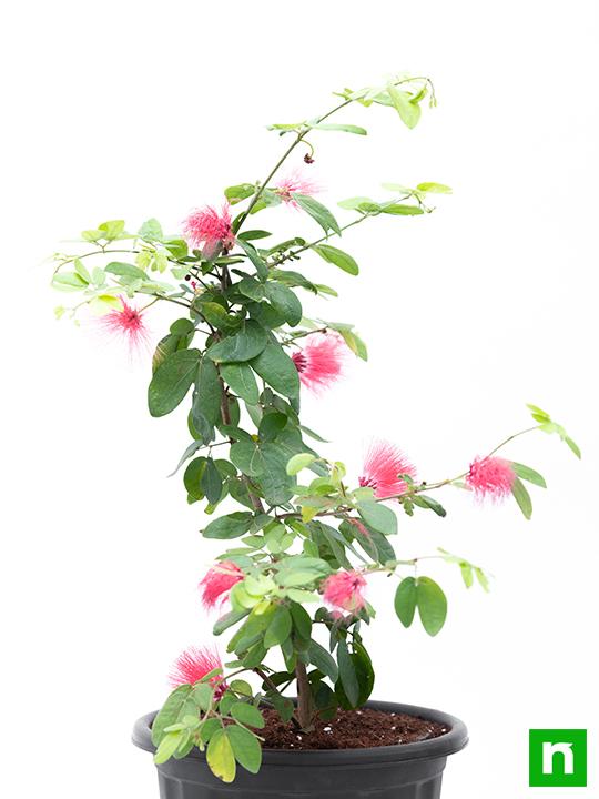 Powder Puff Plant, Calliandra - Plant - Image 3