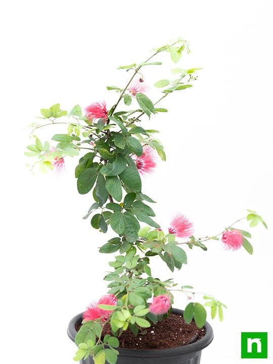 Powder Puff Plant, Calliandra - Plant - Image 4