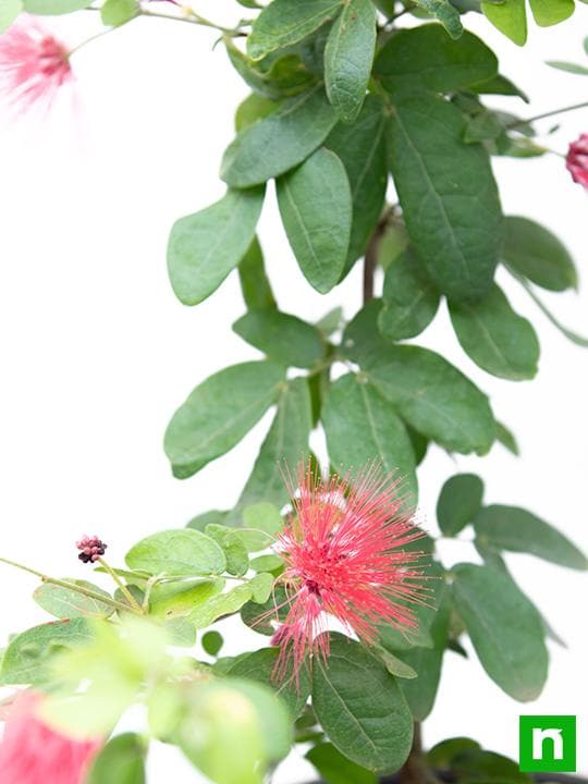 Powder Puff Plant, Calliandra - Plant - Image 5