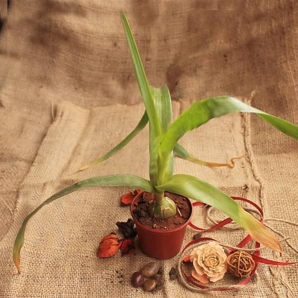 Pregnant Onion, Albuca bracteata - Plant