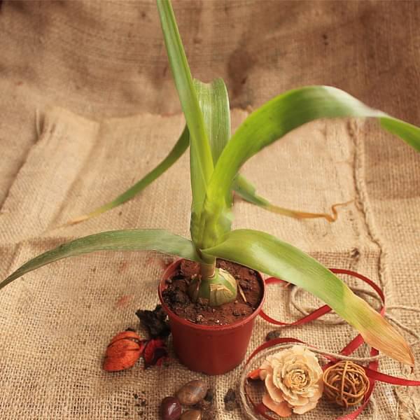 Pregnant Onion, Albuca bracteata - Plant - Image 2