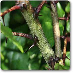 Prickly-Ash - Plant