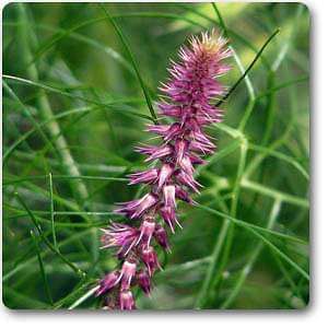 Prickly Chaff Flower, Apamarga - Plant