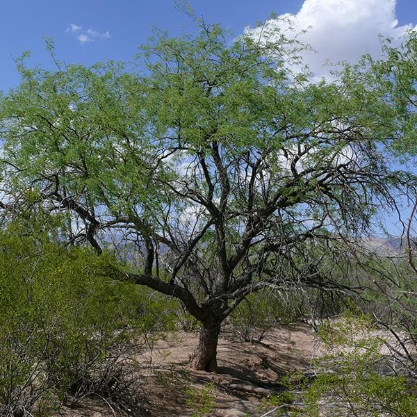 Prosopis Juliflora, Velvet Mesquite - 0.5 kg Seeds - Image 2