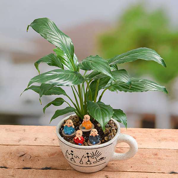 DIY Prosperity wishes from monks and plant - Miniature Garden - Image 3