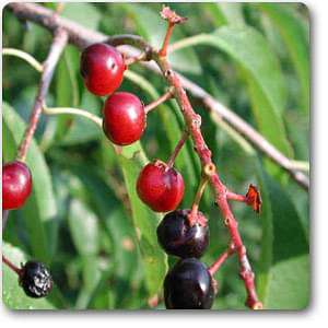 Prunus serotina - Plant