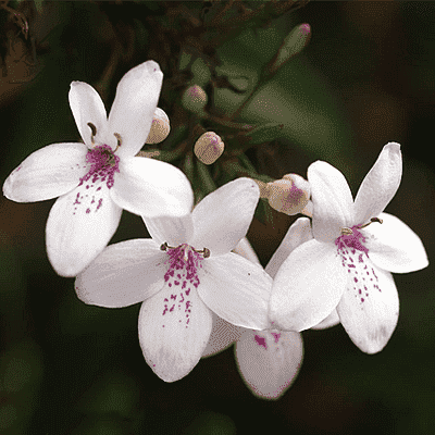 Pseudoeranthemum Artopurpureum variegatum, Kodia (White) - Plant
