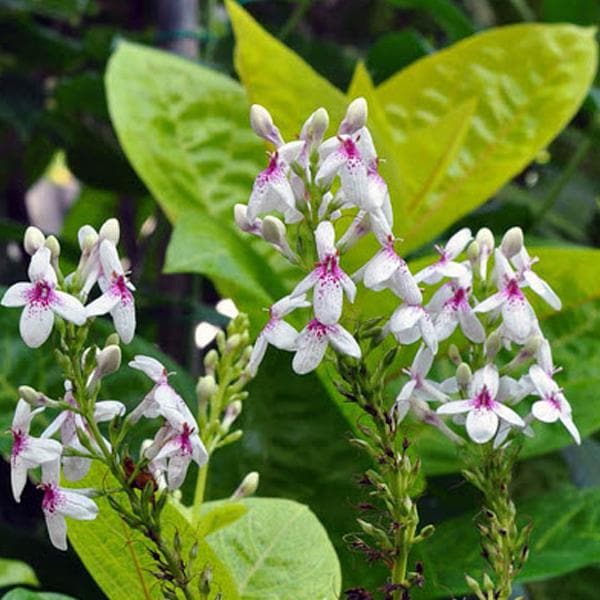 Pseudoeranthemum Reticulatum, Kodia Yellow - Plant