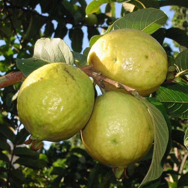 Psidium Guajava, Guava - 0.5 kg Seeds