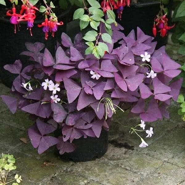 Purple Shamrock, Oxalis Triangularis - Plant