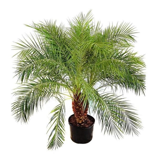Pygmy Date Palm, Phoenix Roebelenii Palm - Plant