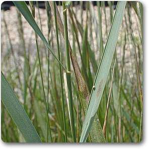 Quack grass - Plant