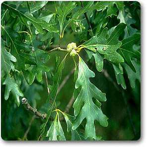 Quercus alba - Plant