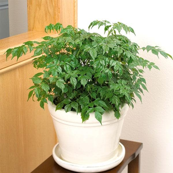 Radermachera, China Doll - Plant