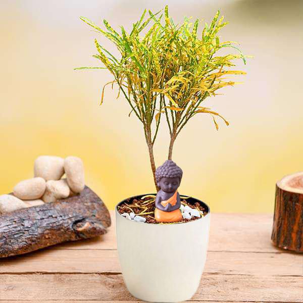 Radiant Croton Plant with Buddha Idol for Good Luck