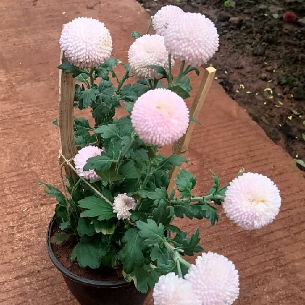 Rainbow Shevanti, Chrysanthemum (Any Color) - Plant - Image 3