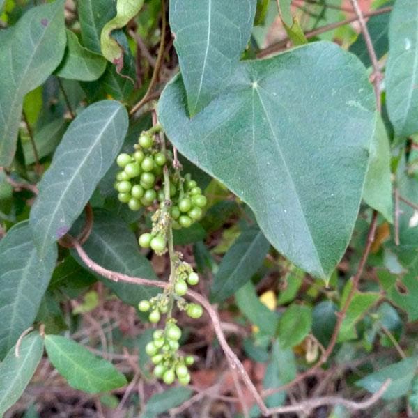 Indian Moonseed, Raj Patha - Plant