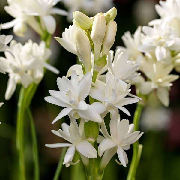 Rajnigandha, Tuberose (Double) - Plant