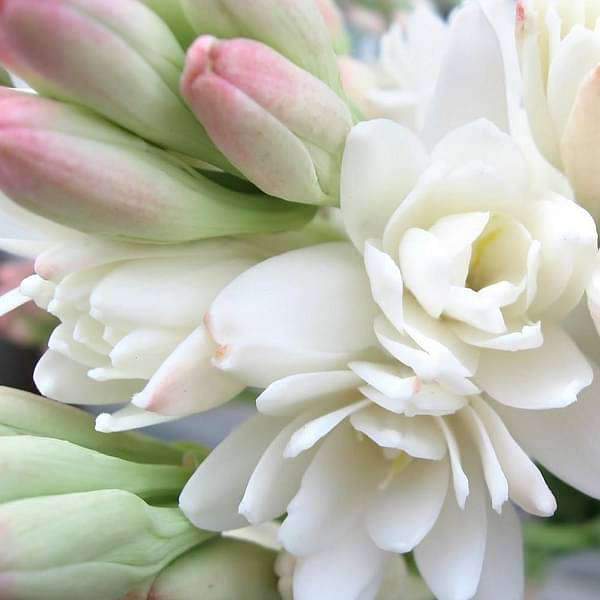 Rajnigandha, Tuberose (Double) - Plant - Image 2