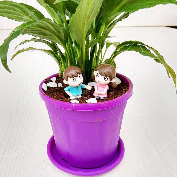 Rakhi Special Miniature Garden for Sister - Image 3