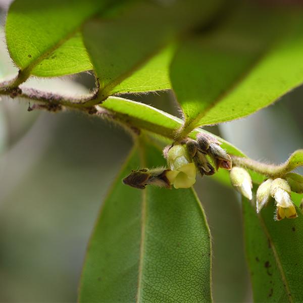 Rakta Roda, Diospyros virginiana - Plant