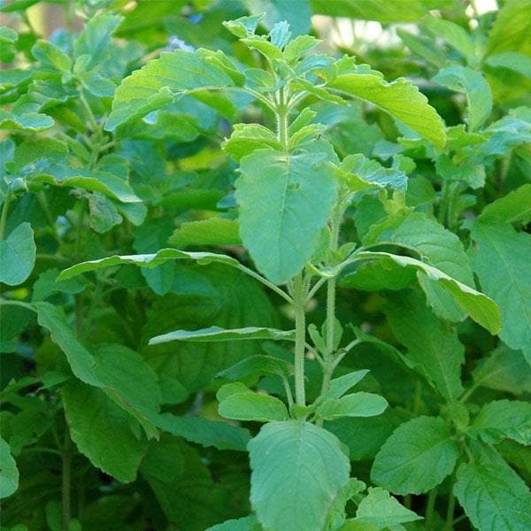 Rama Tulsi Plant, Holy Basil, Ocimum sanctum (Green) - Plant