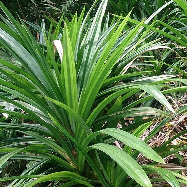 Rambha, Pandan - Plant