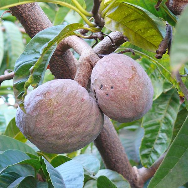Ramphal, Annona reticulata (Grafted) - Plant