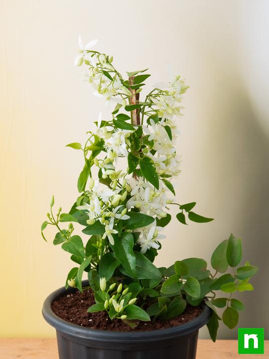 Ranjai Plant, Clematis heynei - Plant - Image 3