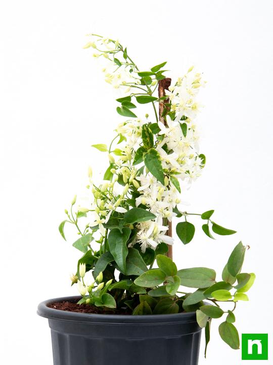 Ranjai Plant, Clematis heynei - Plant - Image 4