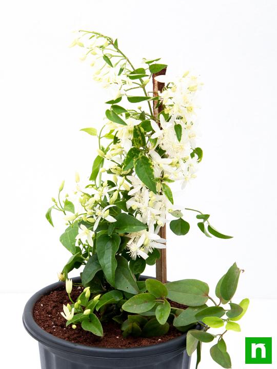 Ranjai Plant, Clematis heynei - Plant - Image 5