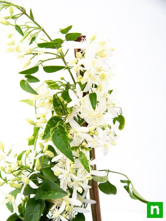 Ranjai Plant, Clematis heynei - Plant - Image 6