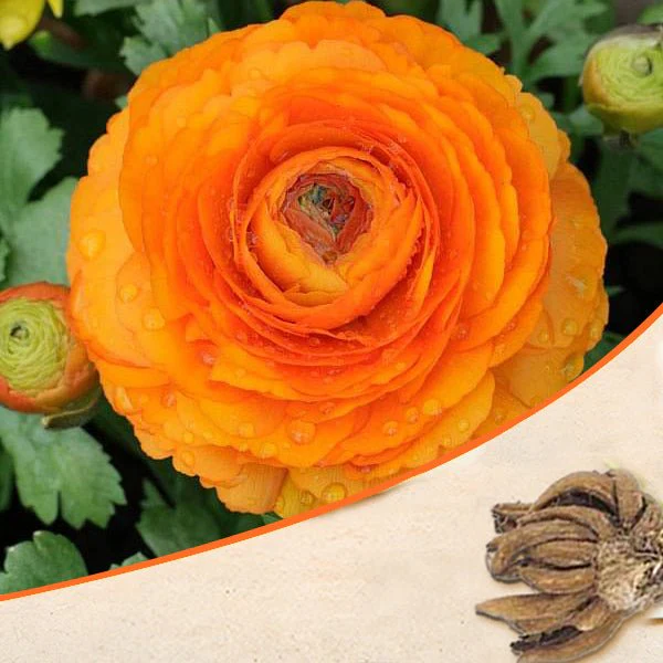 Ranunculus (Orange) - Bulbs