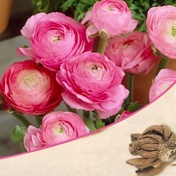 Ranunculus (Pink) - Bulbs (set of 5)