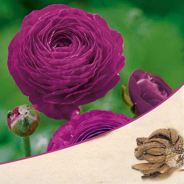 Ranunculus (Purple) - Bulbs