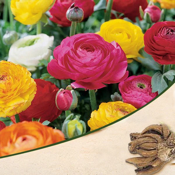 Ranunculus (Random Color) - Bulbs
