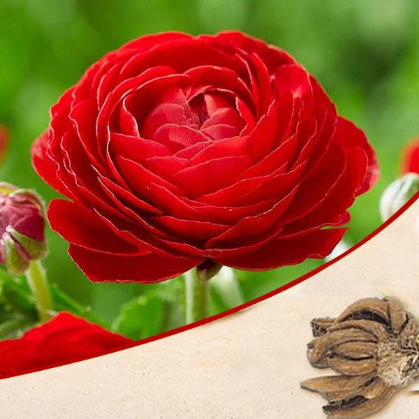 Ranunculus (Red) - Bulbs
