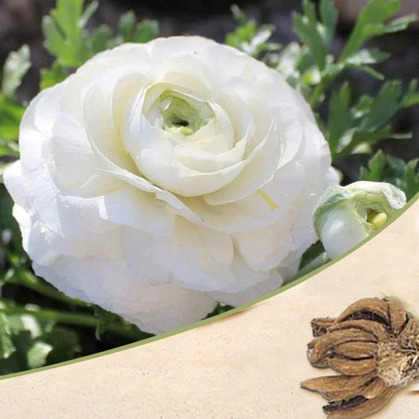 Ranunculus (White) - Bulbs
