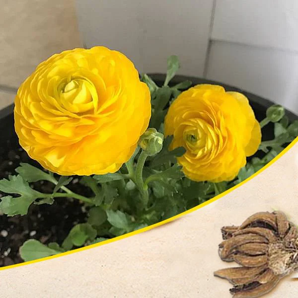 Ranunculus (Yellow) - Bulbs (set of 5)