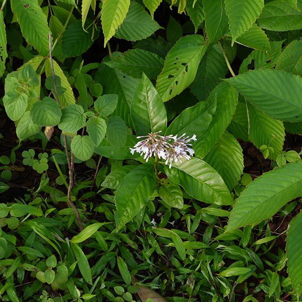 Rauvolfia Serpentina, Sarpgandha - 0.5 kg Seeds - Image 2