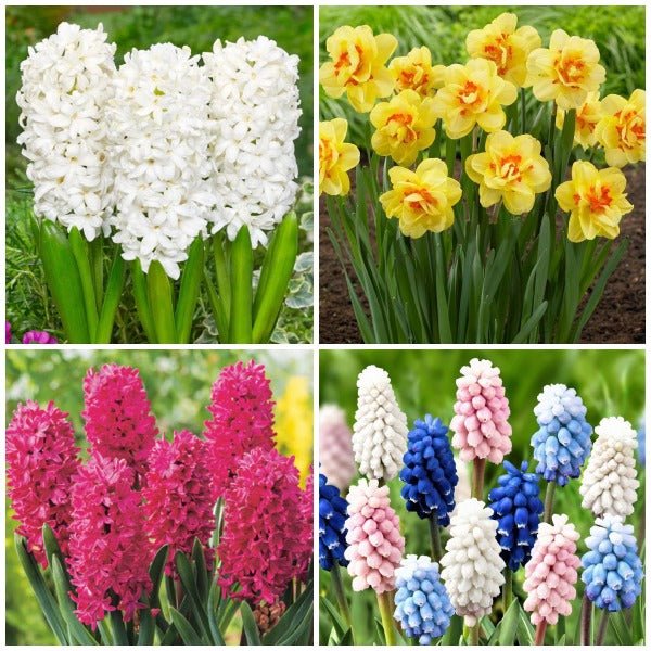 Refreshing Flower Bulbs - (12 Bulbs Pack)
