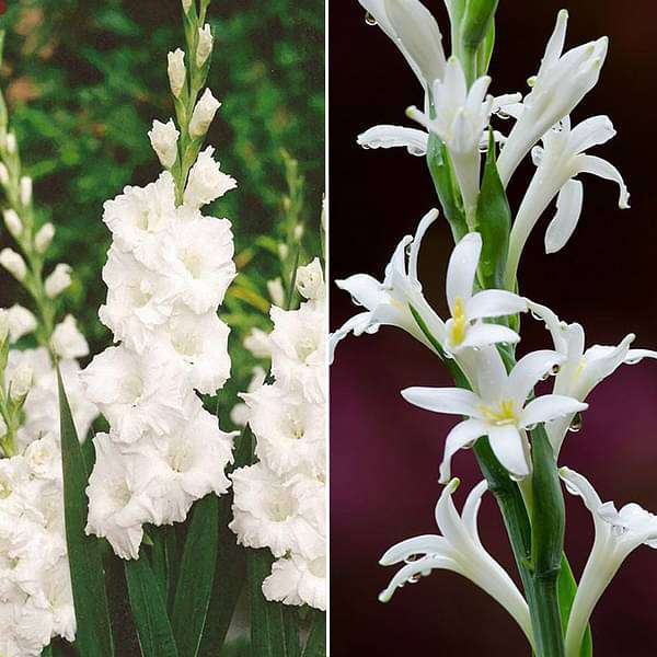 Refreshing Rainy Sowing Flower Bulbs - 30 Bulbs Pack