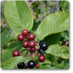 Rhamnus purshiana - Plant