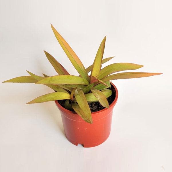 Rhoeo Golden, Rhoeo Spathacea Sitara Gold - Plant
