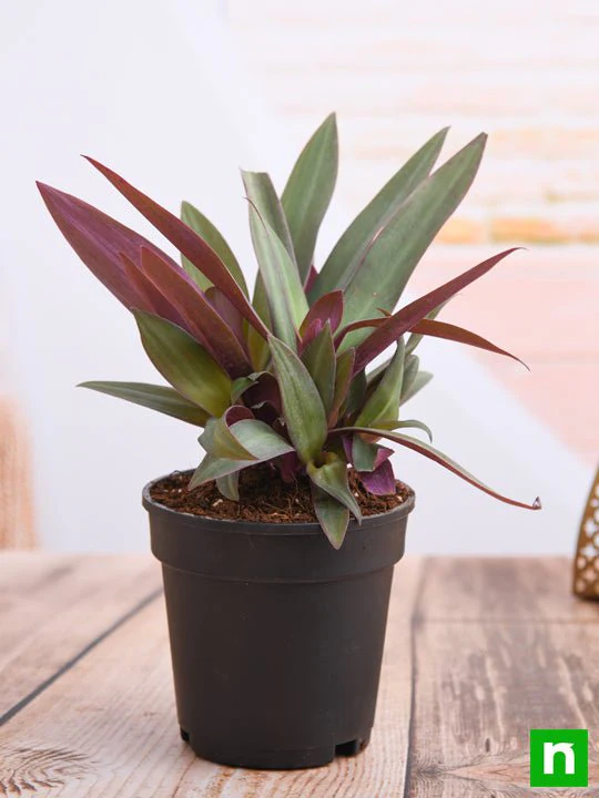 Rhoeo Plant, Rhoeo discolor Compacta - Plant - Image 2