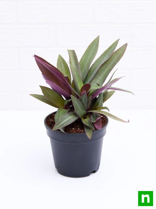 Rhoeo Plant, Rhoeo discolor Compacta - Plant - Image 3