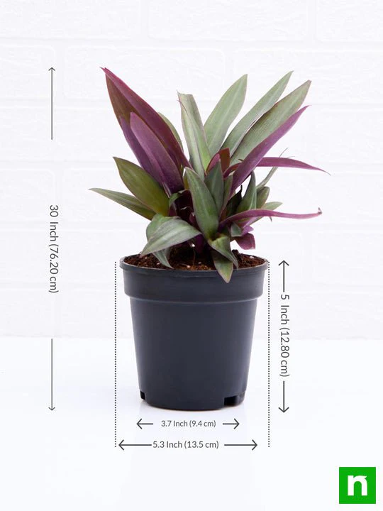 Rhoeo Plant, Rhoeo discolor Compacta - Plant - Image 4