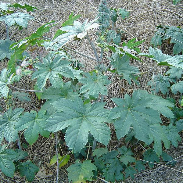 Ricinus Communis, Castor Oil Plant, Arandi - 0.5 kg Seeds - Image 2